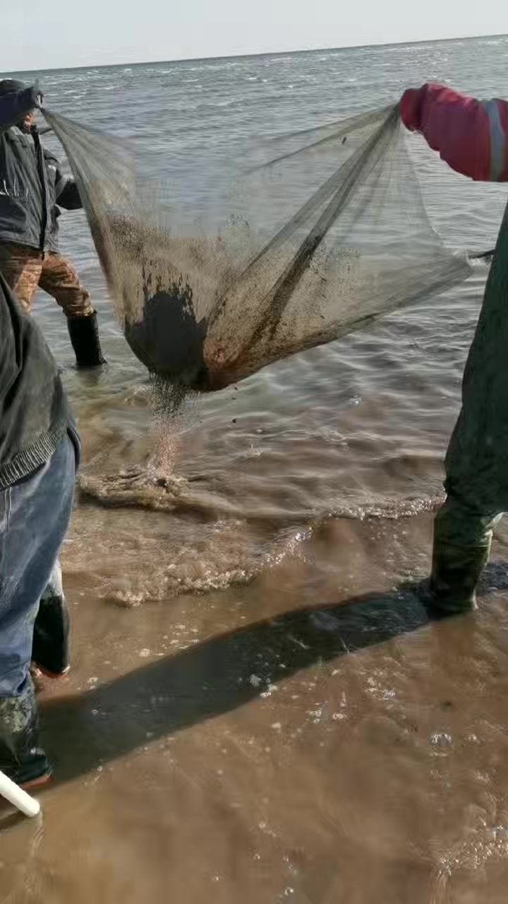 Real Artemia harvesting